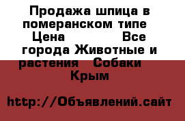 Продажа шпица в померанском типе › Цена ­ 20 000 - Все города Животные и растения » Собаки   . Крым